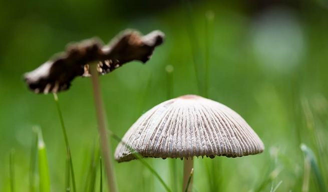 Recognizing Mushroom Poisoning Symptoms: What to Watch For ...